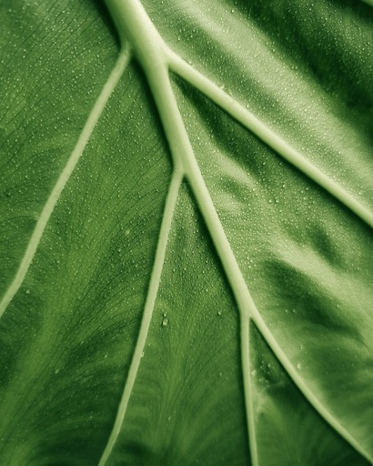 Collard Greens